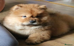 Chow Chow dogs for sale: Beautiful pablo is ready now and fully vaccinated - Image 1