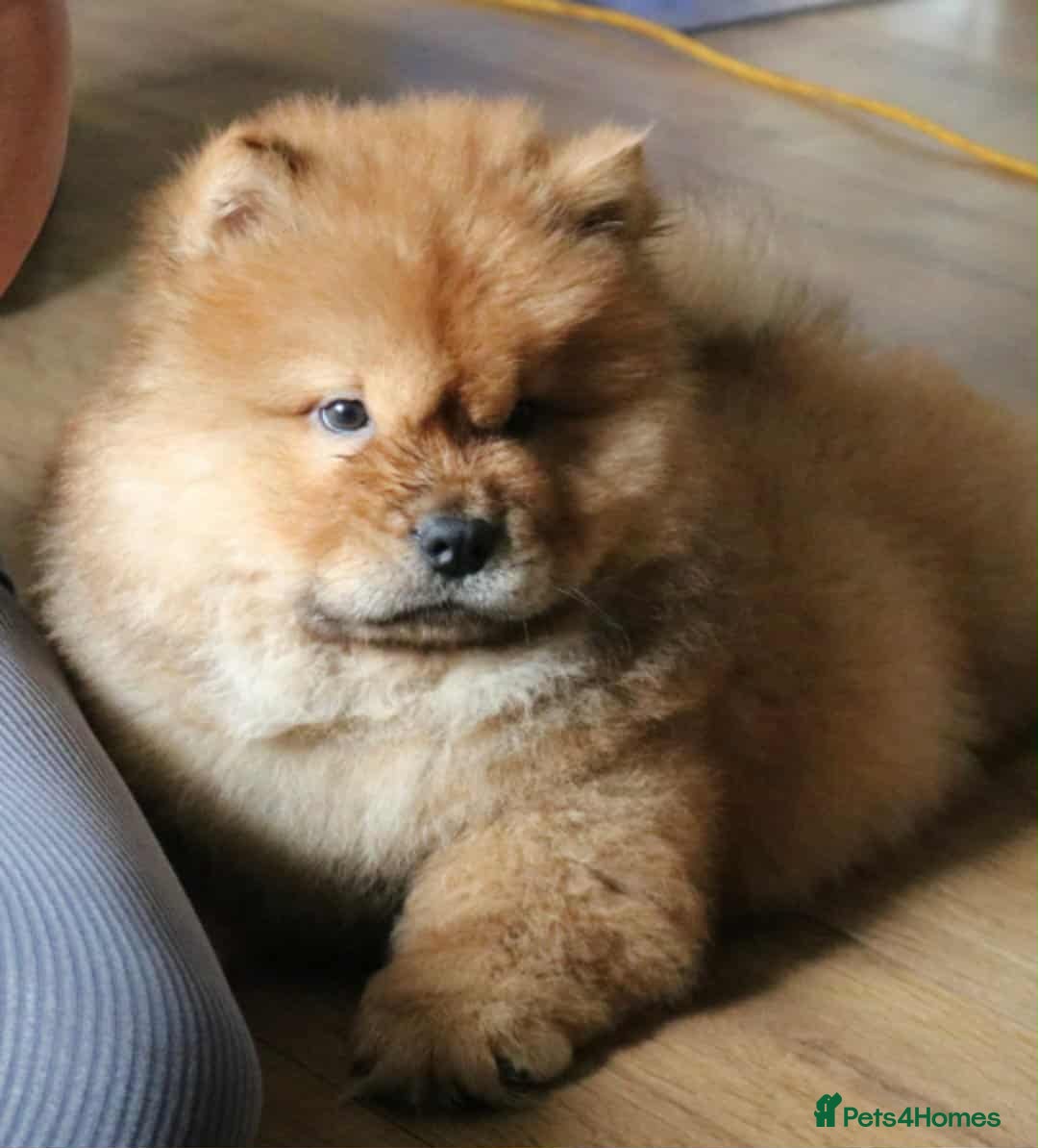 Chow Chow dogs for sale: Beautiful pablo is ready now and fully vaccinated - Image 1