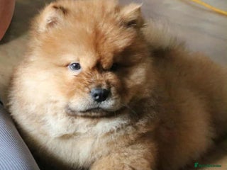 Chow Chow dogs - Advert 31