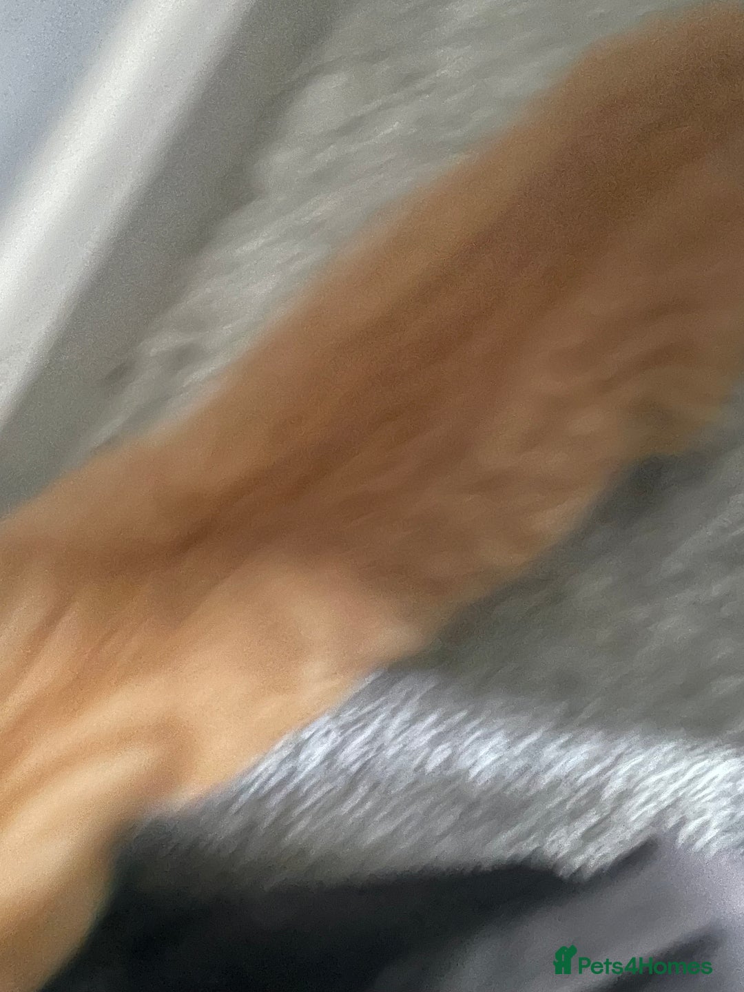 Mixed Breed cats for sale: 5 KITTENS FOR SALE🥰😍 - Image 10