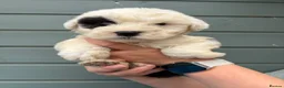 Old English Sheepdog dogs for sale: Kc Registered Old English Sheepdogs  - Advert 18