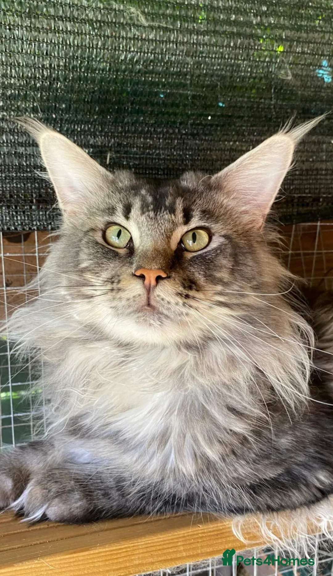 Maine Coon cats for sale: Stunning Maine coon polydactyl litter - Advert 11