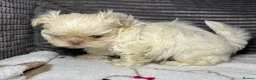 Shih Tzu dogs for sale: Tiny imperial shihtzu puppies - Advert 6