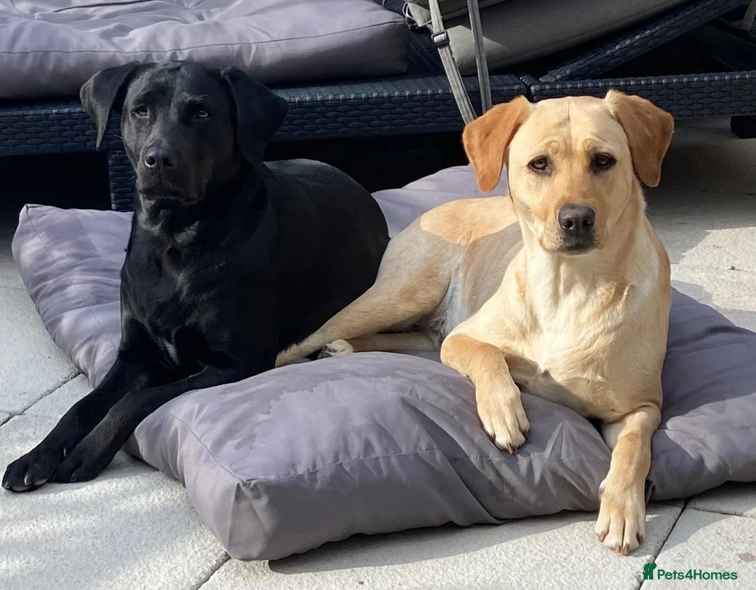 Labrador Retriever dogs for sale: Beautiful healthy Labrador puppies  in Leicester - Advert 1