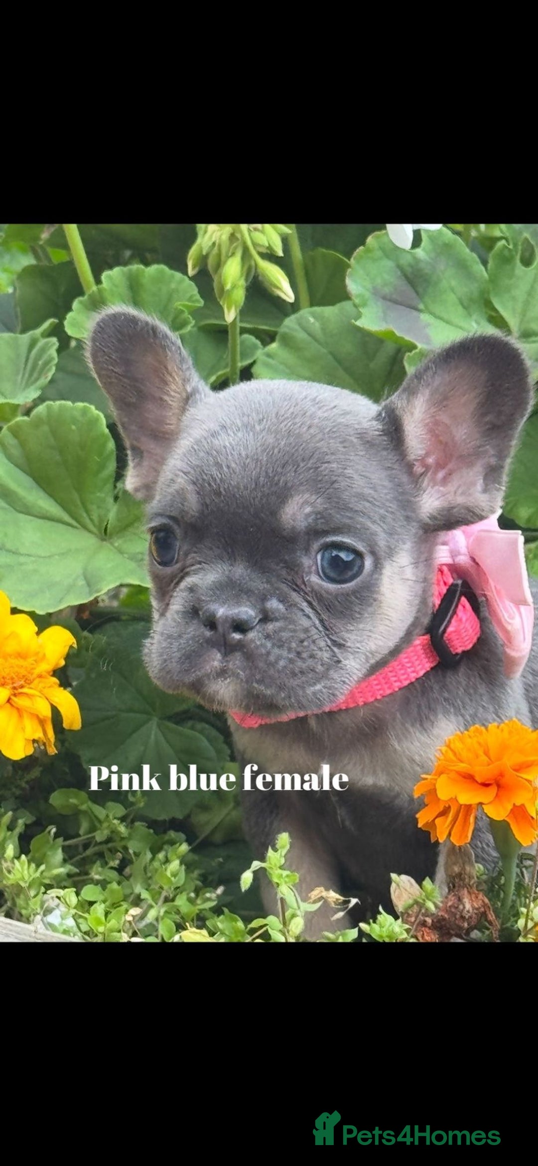 French Bulldog dogs for sale: Beautiful small build fluffy/fluffy carrier french - Image 20