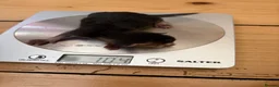 Mixed Breed cats for sale: Mixed litter of tabby cross kittens  in Bristol - Advert 5