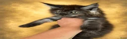 Maine Coon cats for sale: Anderpride kittens have arrived 📣.  - Advert 5
