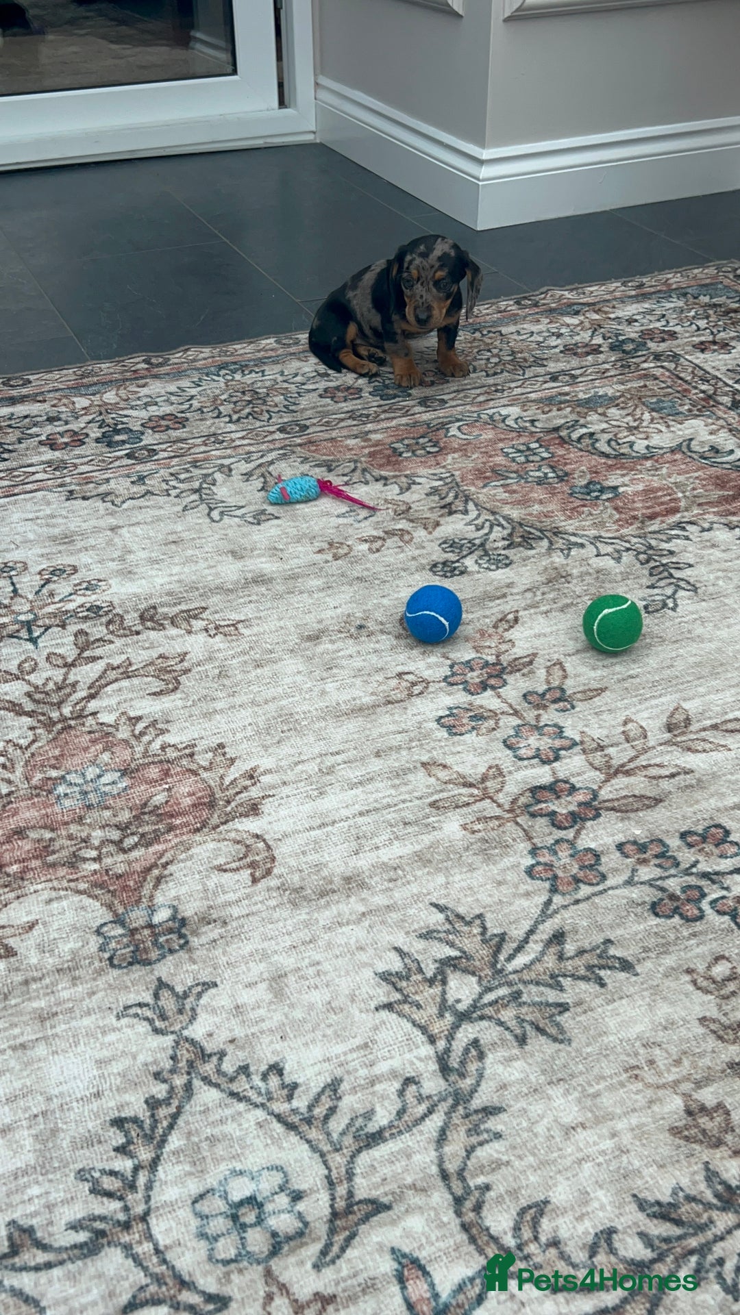 Miniature Dachshund dogs for sale: Miniature dachshund puppy’s  - Advert 7