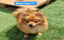 Pomeranian dogs for sale: Tiny pomeranian puppies in Bolton - Image 2