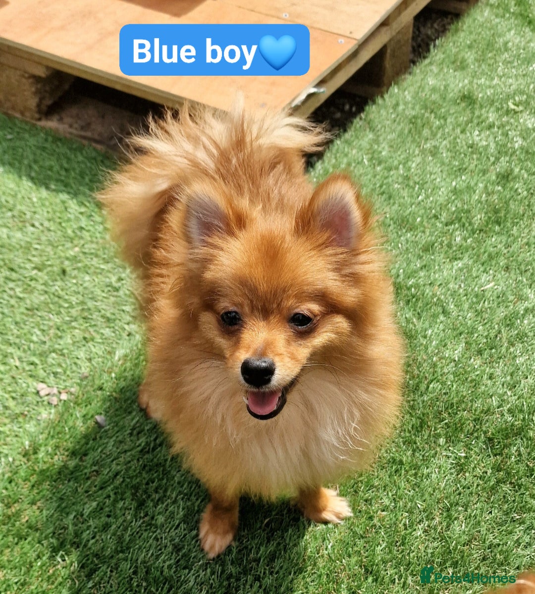 Pomeranian dogs for sale: Tiny pomeranian puppies in Bolton - Image 2