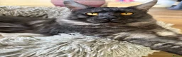 Maine Coon cats for sale: Beautiful Maincoons from registered parents - Advert 37