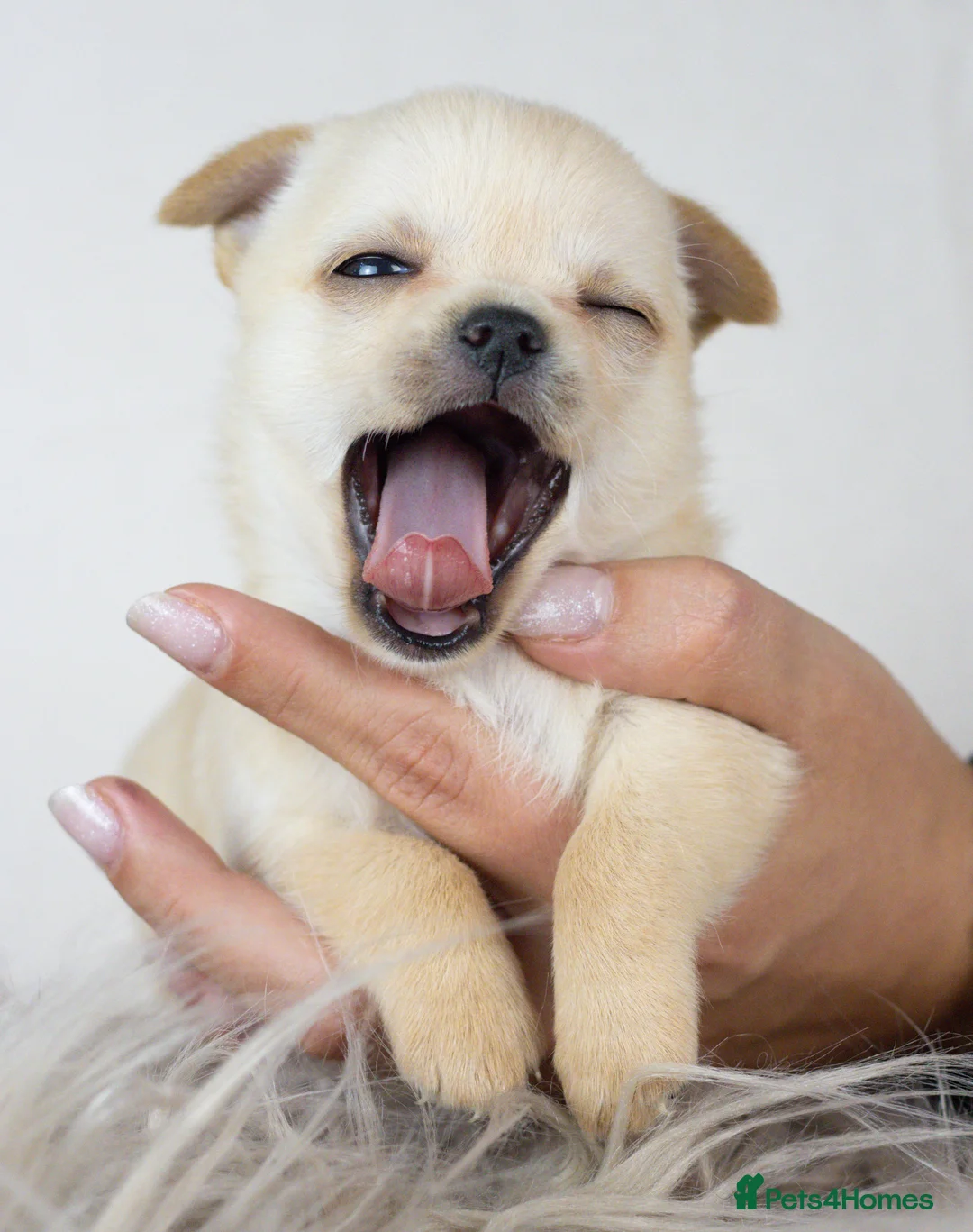 Chihuahua dogs for sale: Short- haired Chihuahua girls - Advert 14