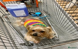 Yorkshire Terrier dogs for stud: 5.1 kg Yorkshire Terrier Stud - Image 4
