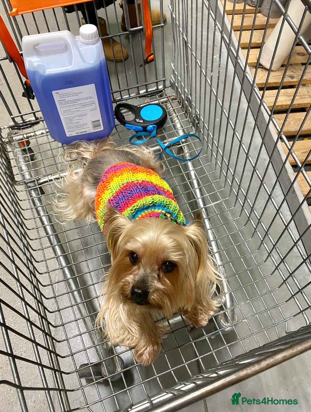 Yorkshire Terrier dogs for stud: 5.1 kg Yorkshire Terrier Stud - Image 4