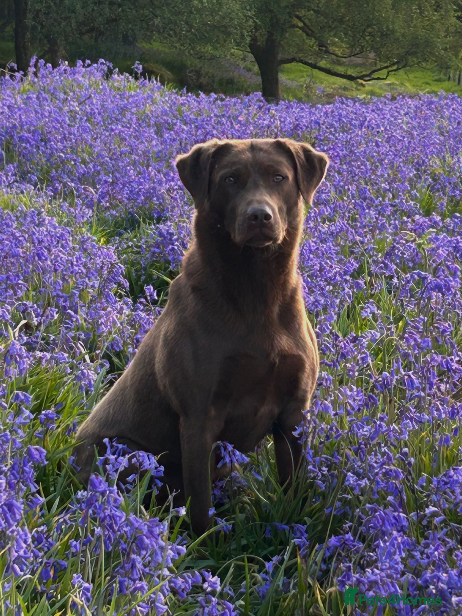 Labrador Retriever dogs Field Trial Winner Chocolate Labrador for Stud - Advert 23