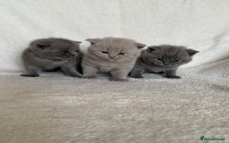 British Shorthair cats for sale: Gorgeous purebred British shorthair kittens - Image 1