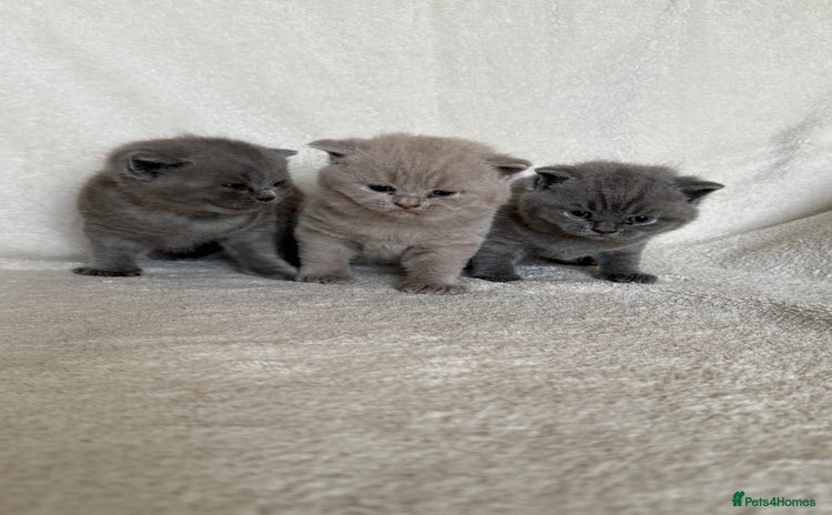 British Shorthair cats - Advert 9