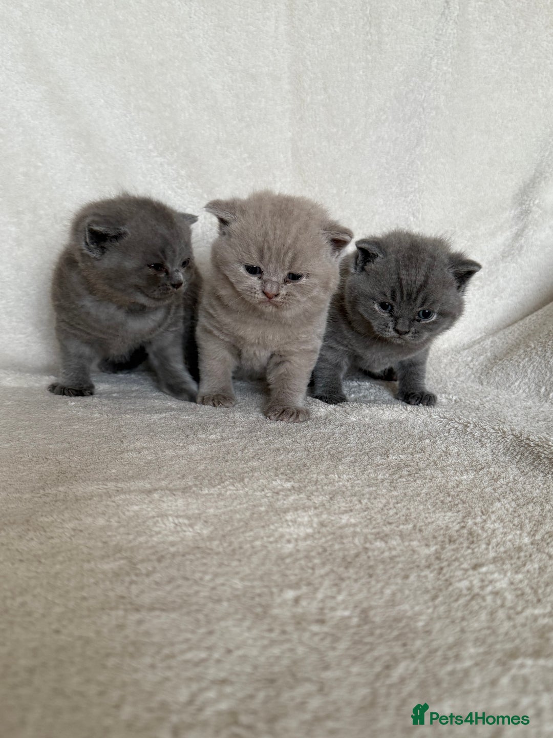 British Shorthair cats for sale: Gorgeous purebred British shorthair kittens - Image 1