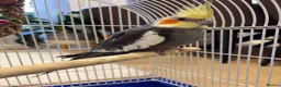 Cockatiels birds for sale: 15 month old male cockatiel - Advert 9