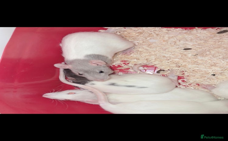 Rat rodents - Advert 1