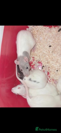 Rat rodents - Advert 5
