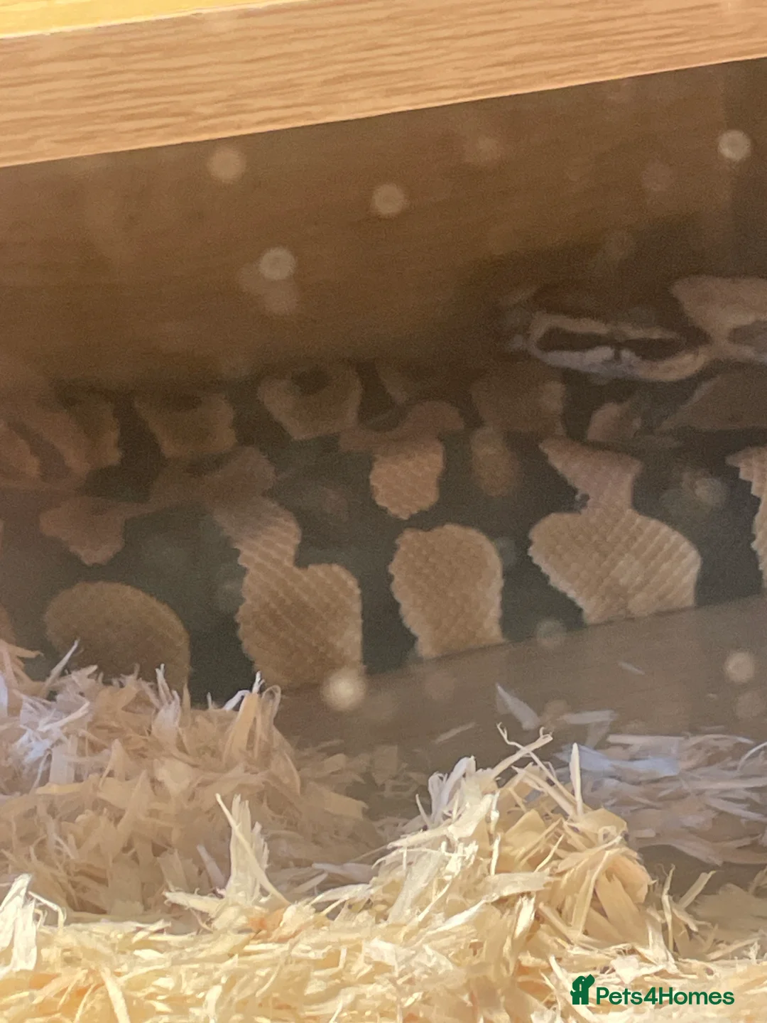 Python Snake reptiles for sale: Ball python  - Advert 1