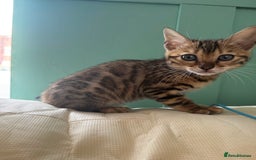 Bengal cats for sale: REDUCEDAbsolutely stunning Bengal Kittens READY in Hook - Image 24