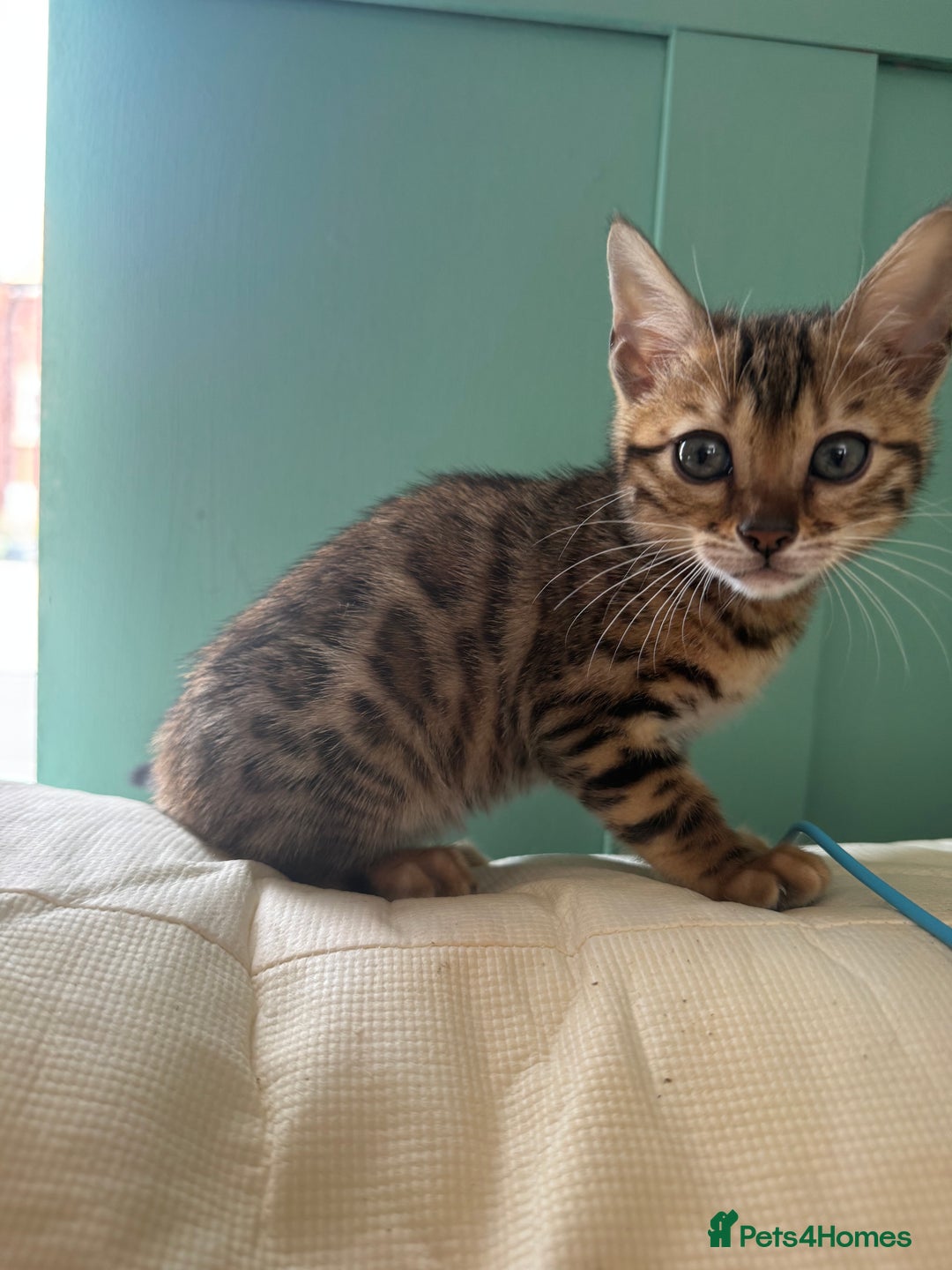 Bengal cats for sale: REDUCEDAbsolutely stunning Bengal Kittens READY in Hook - Image 24