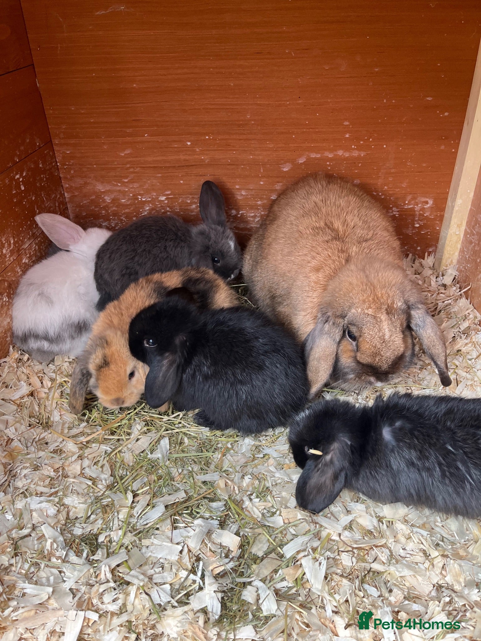 Mini Lop rabbits Beautiful litter of mini lops READY NOW  - Advert 2