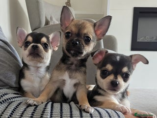 Chihuahua dogs - Advert 18