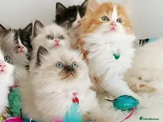 Ragdoll cats £Negotiable Beautiful cross Ragdoll/Persian 😻😻😻 - Advert 5