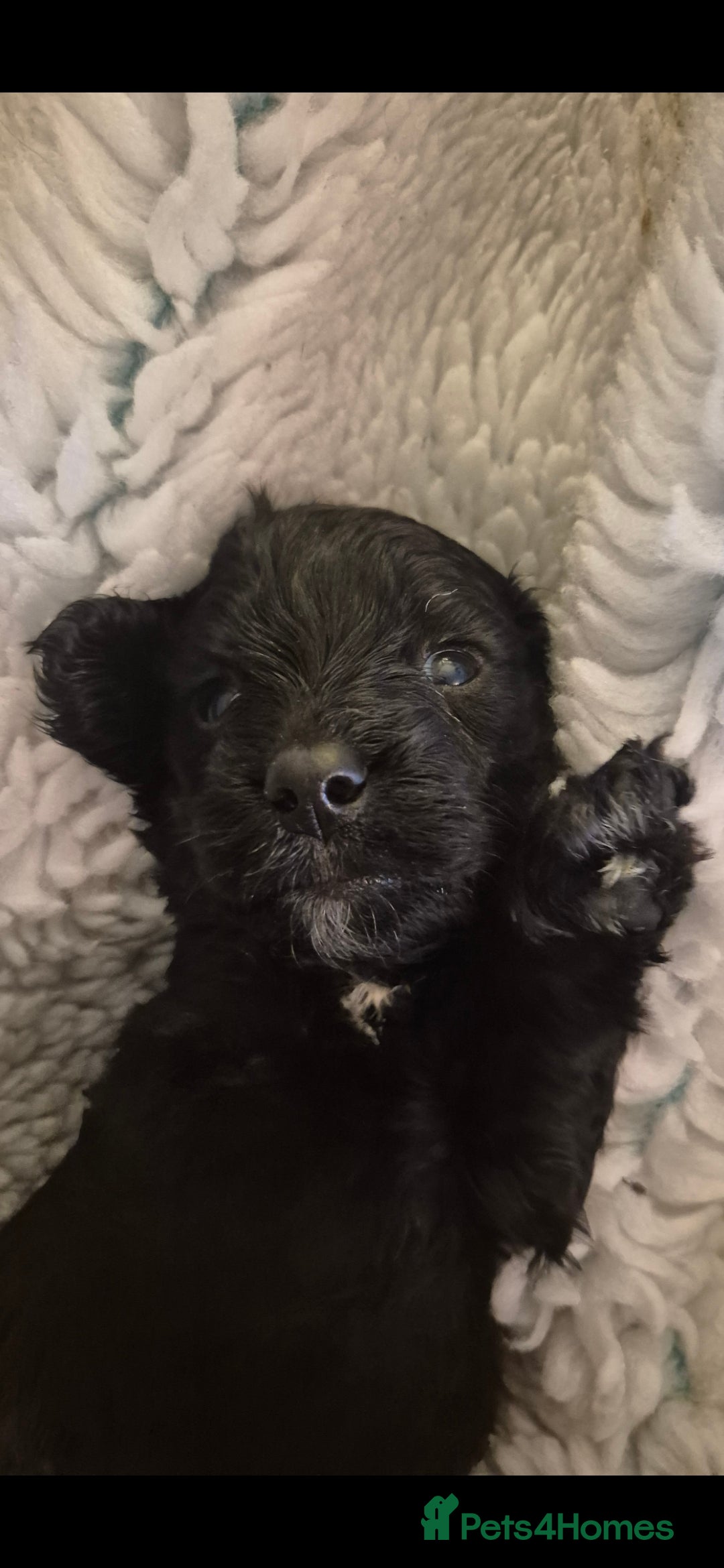 Cockapoo dogs for sale: cockapoo - Image 16