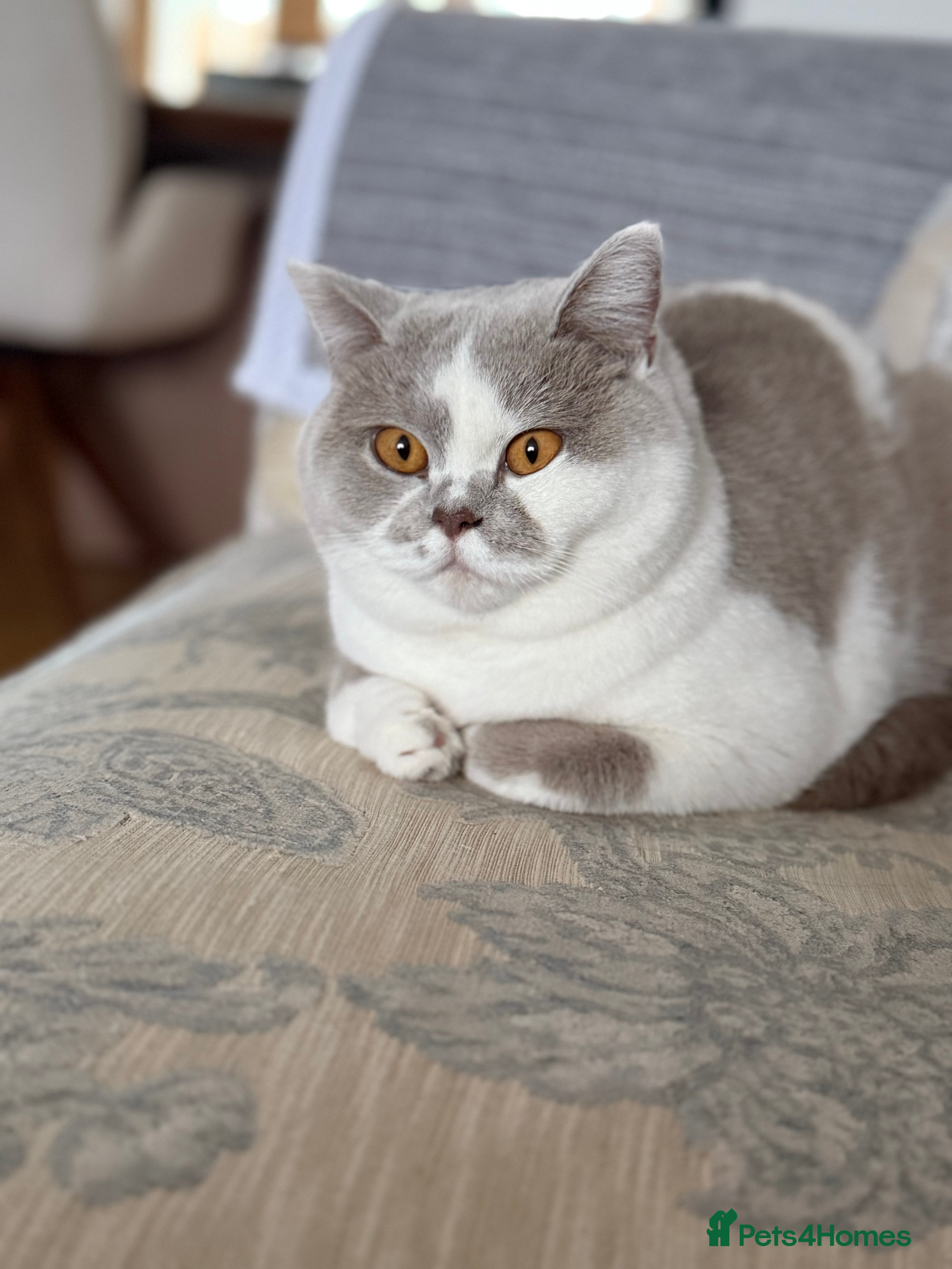 British Shorthair cats Tica active female lilac bi - Advert 2