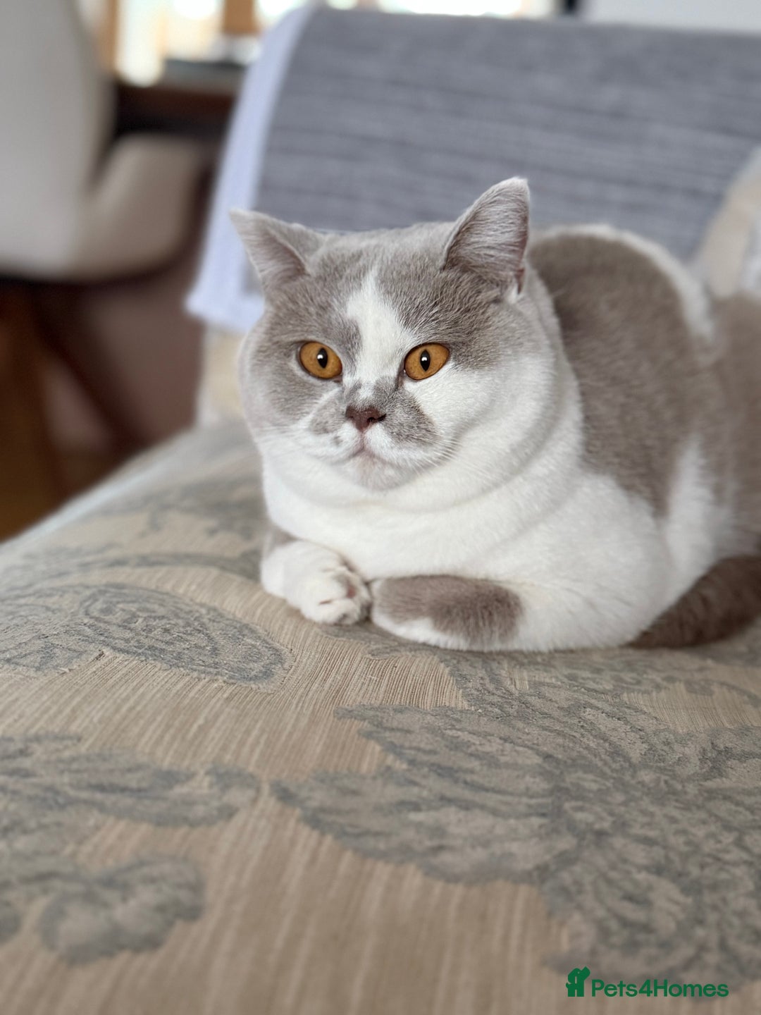 British Shorthair cats for sale: Tica active female lilac bi - Advert 1