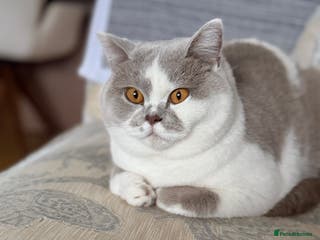 British Shorthair cats Tica active female lilac bi - Advert 2