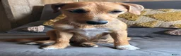 Mixed Breed dogs for sale: Jack Russell Mix Breed Puppies in Woodbridge - Advert 18