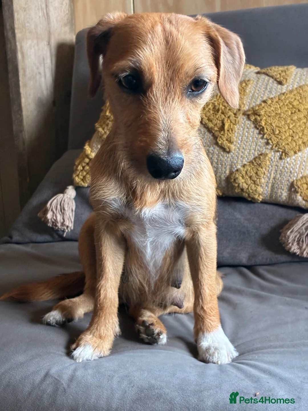 Mixed Breed dogs for sale: Jack Russell Mix Breed Puppies in Woodbridge - Advert 18