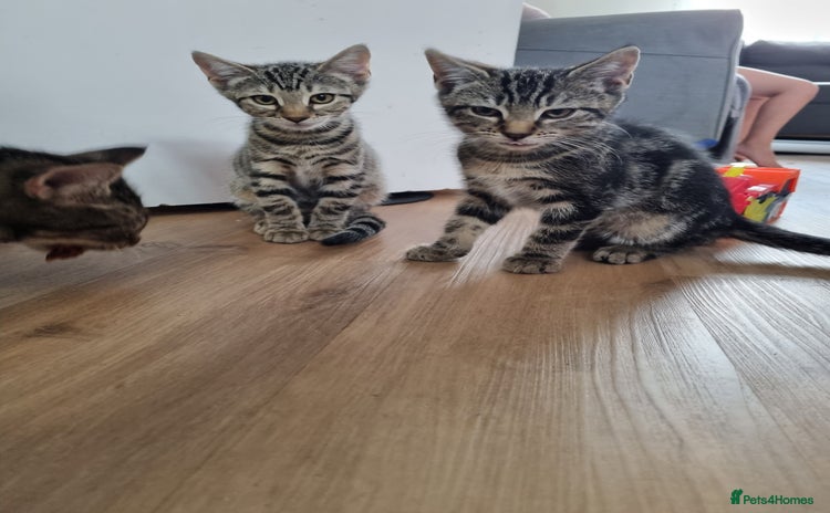 Bengal cats - Advert 14