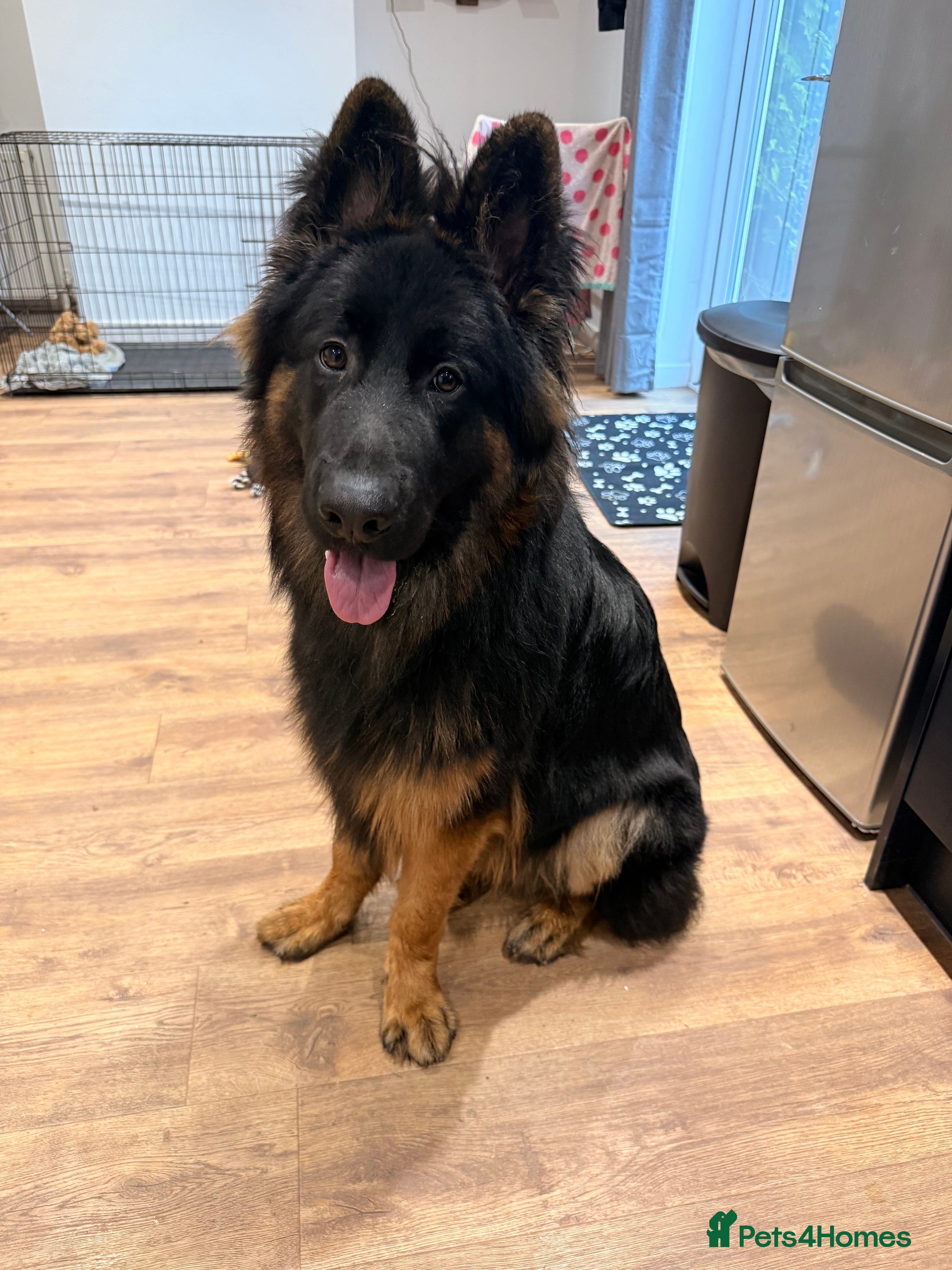 German Shepherd dogs German Shepherd - 8 months/ Looking for new home in Kettering - Advert 4