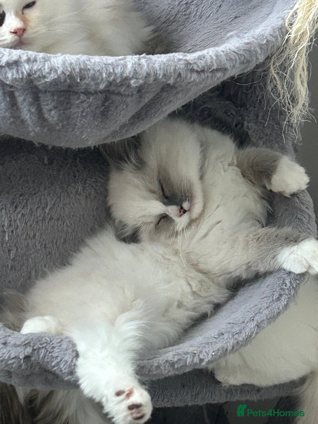 Ragdoll cats for sale: **Extra fluffy, TICA reg ragdoll baby** - Advert 4