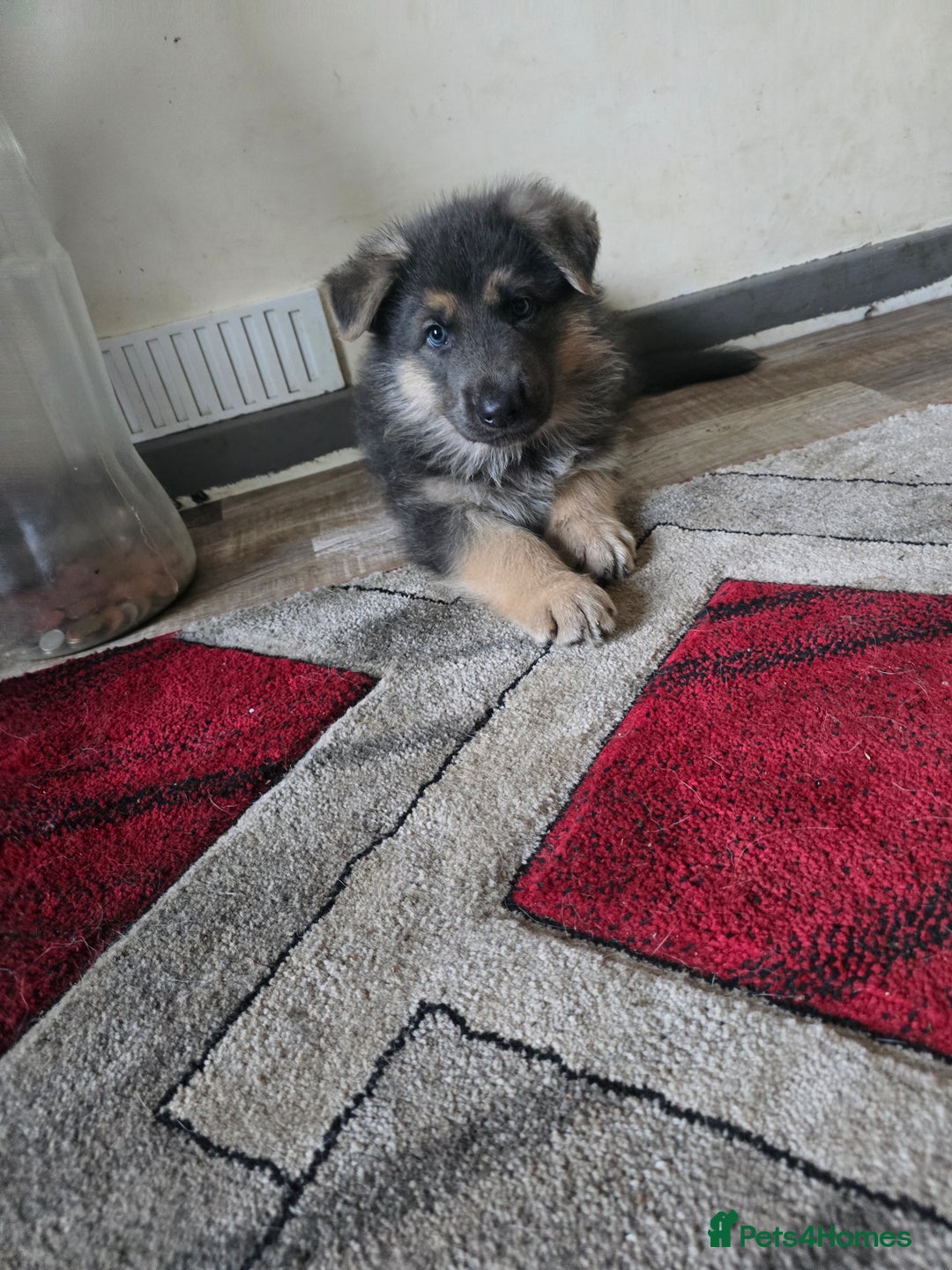 German Shepherd dogs for sale: Ready this Thur 17 July KCReg GSD 1 boy left £1300 in Kingussie - Image 13