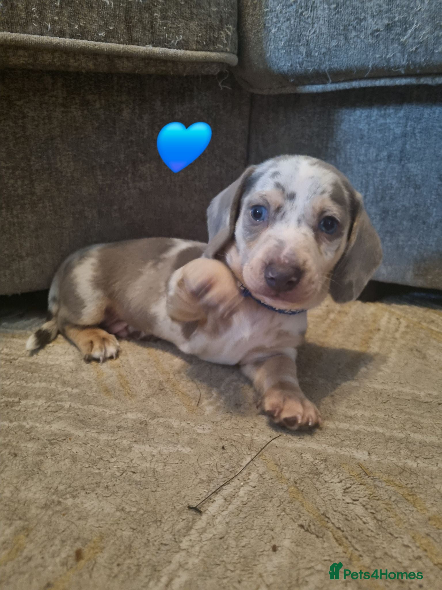 Dachshund dogs Miniature smooth daschund pups - Advert 14