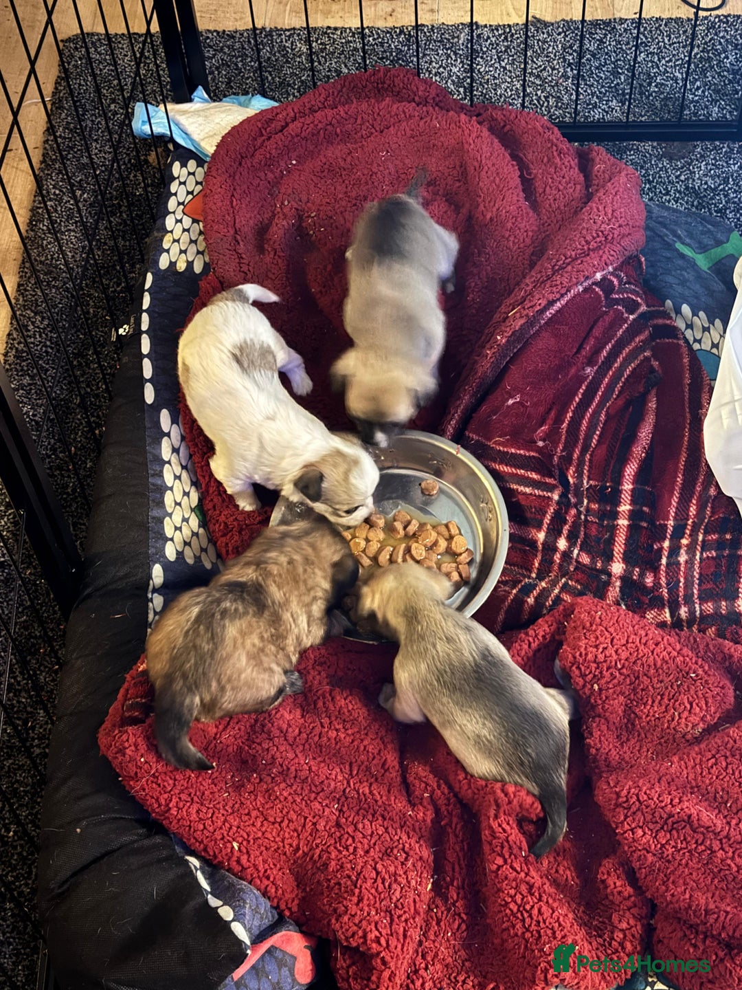 Chihuahua dogs for sale:  Chihuahua puppies can be seen with mum and dad  - Advert 14