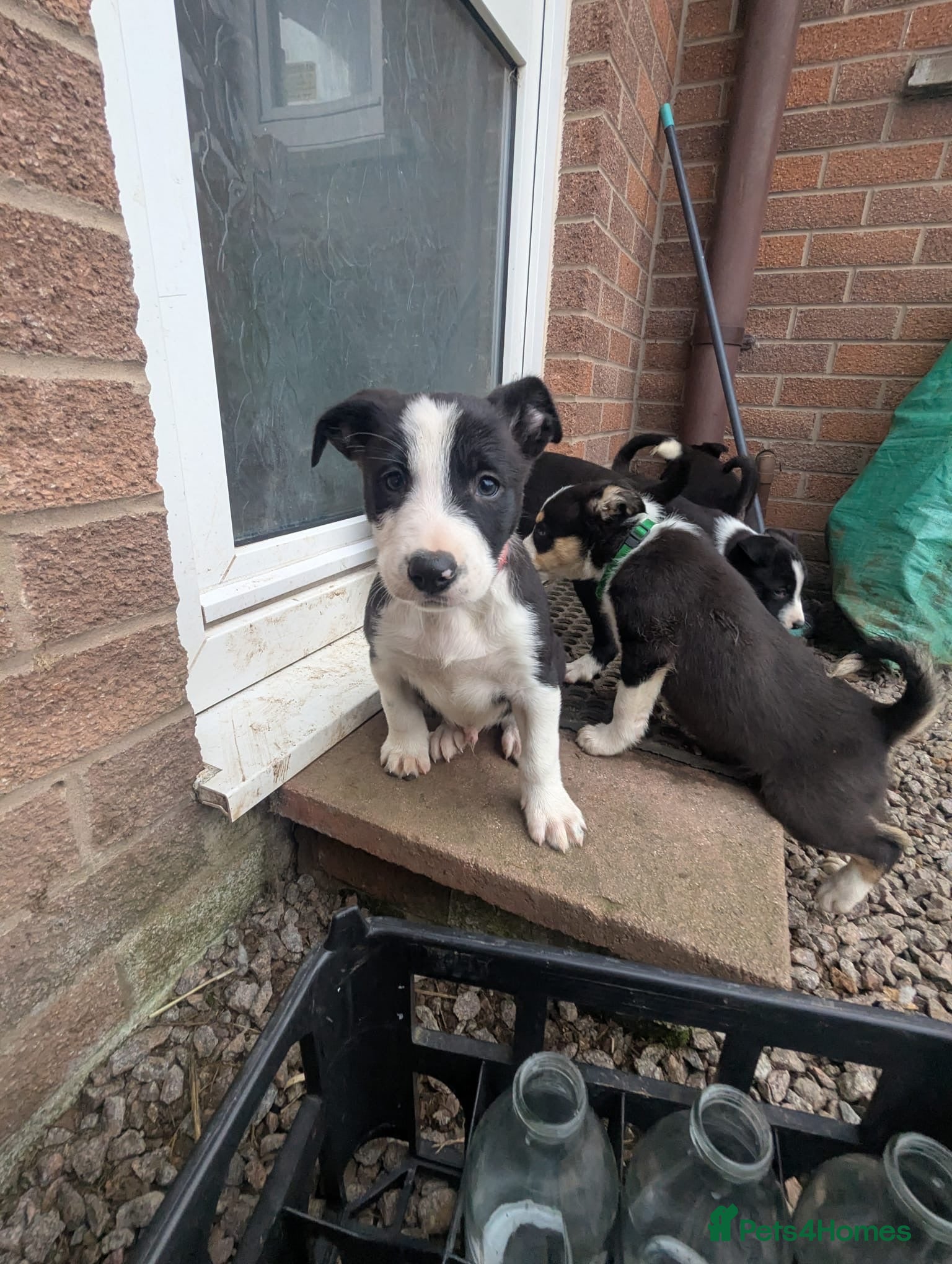 Border Collie dogs Lovely puppies for sale - Advert 1