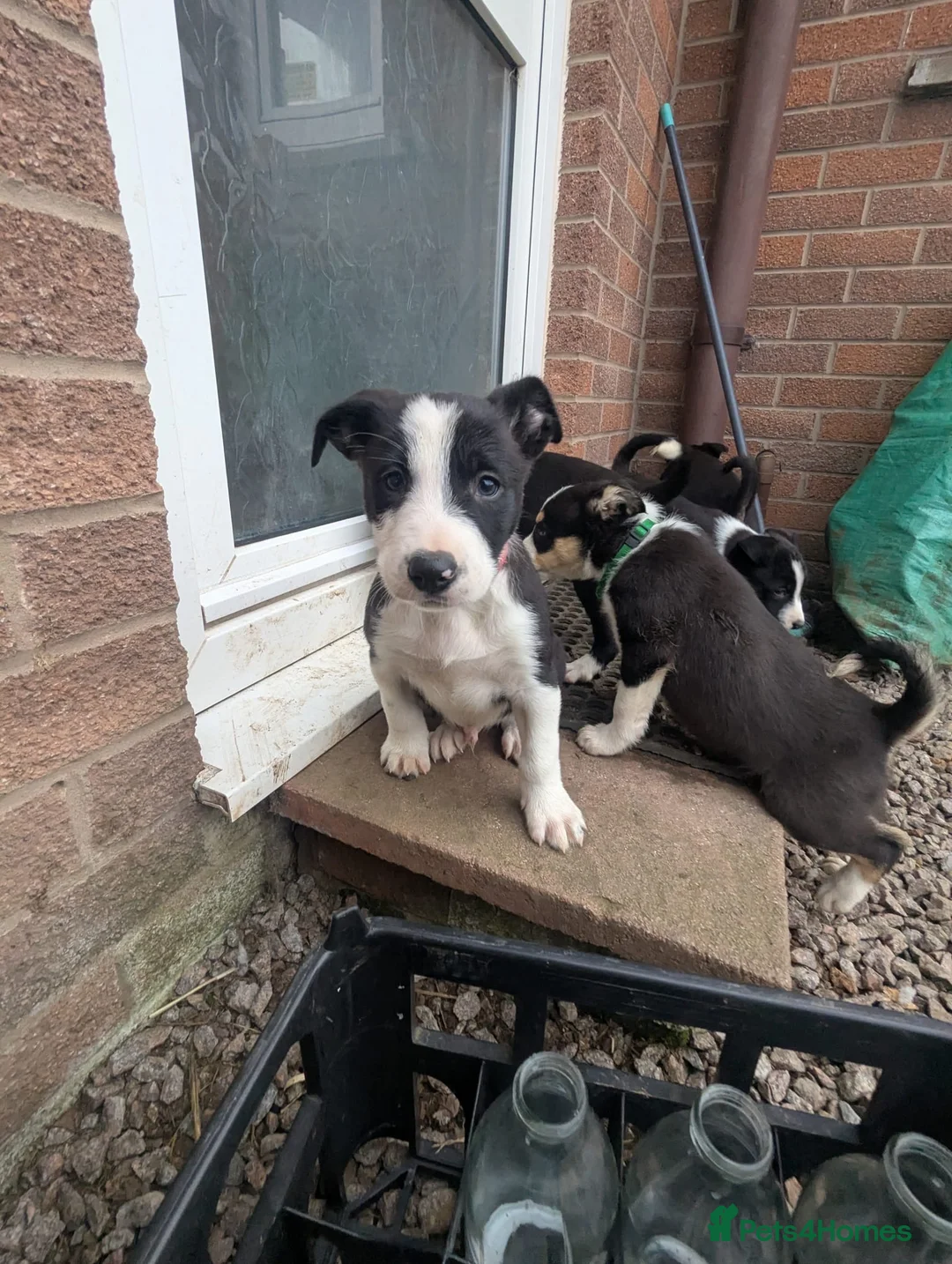 Border Collie dogs for sale: Lovely puppies for sale in Penrith - Advert 1