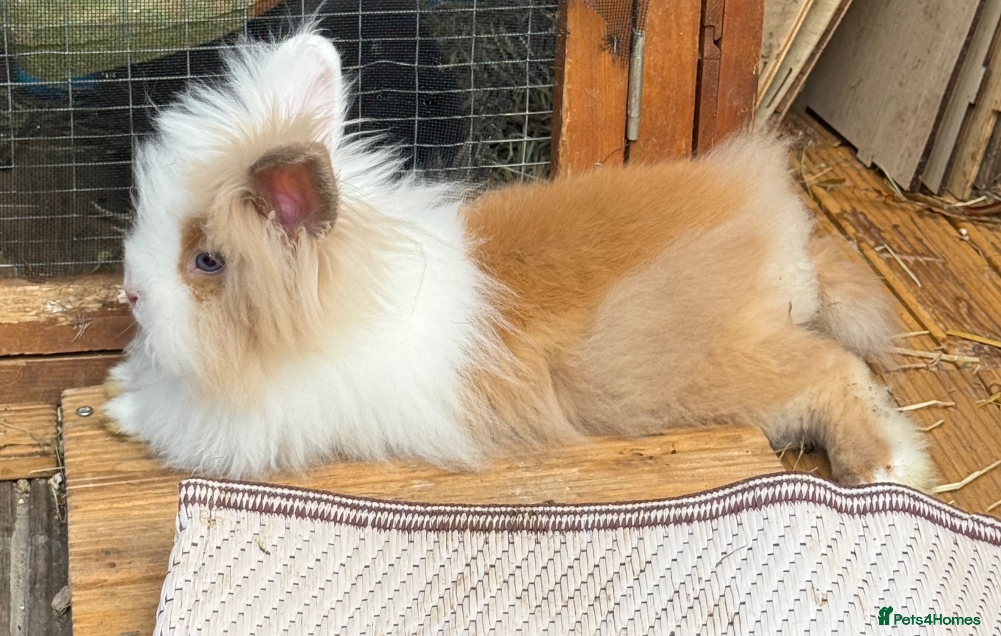 Angora rabbits £50 - 2 Baby Doe’s Available ♥️ - Advert 1