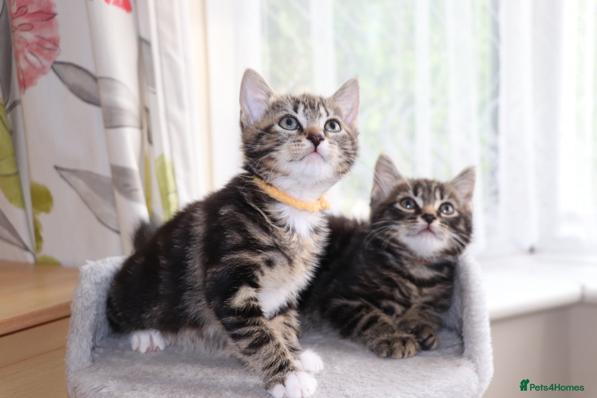 Mixed Breed cats Tabby Kittens Ready for Collection  - Advert 1
