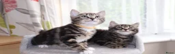Mixed Breed cats for sale: Tabby Kittens Ready for Collection  - Advert 1