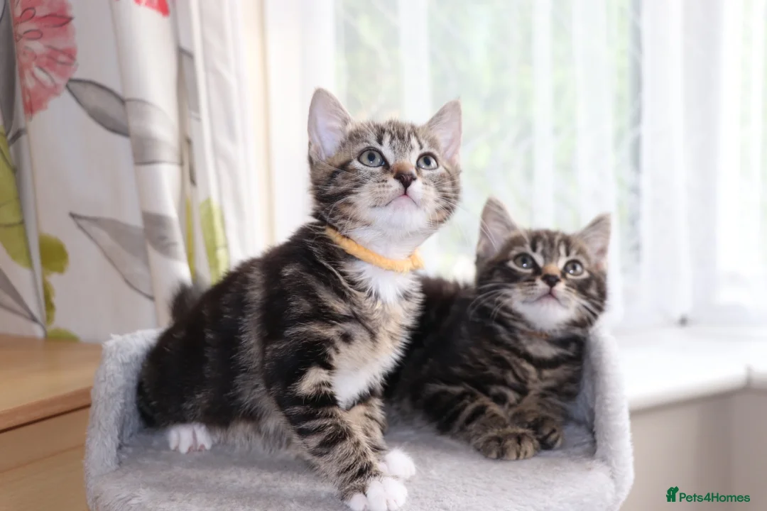 Mixed Breed cats for sale: Tabby Kittens Ready for Collection  - Advert 1