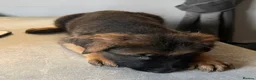 German Shepherd dogs for sale: 1 BOY LEFT!!!!!!Ready to go to new family  - Advert 13
